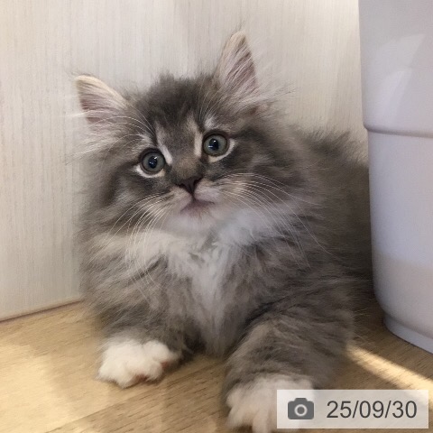 ノルウェージャンフォレストキャットの写真