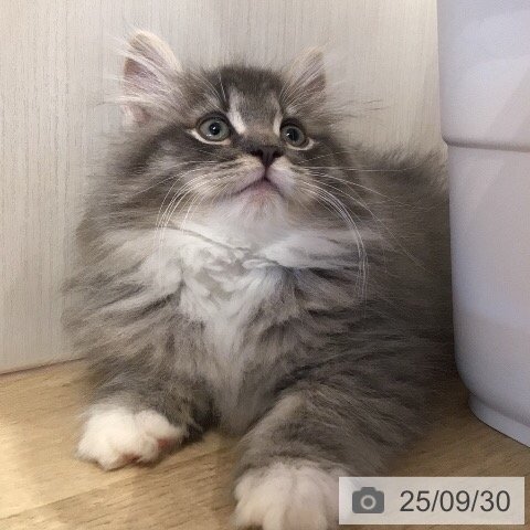 ノルウェージャンフォレストキャットの写真