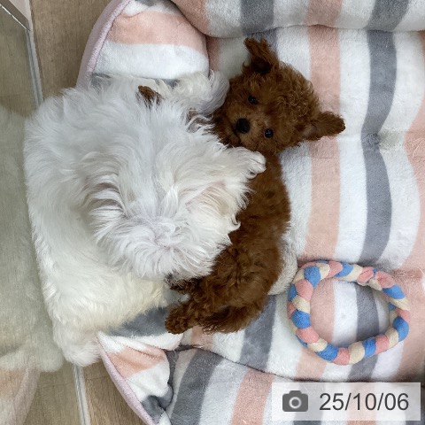 トイ・プードルの写真