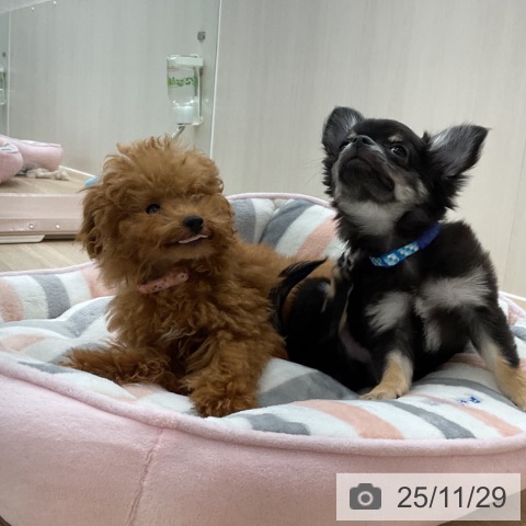 愛知県のトイプードル(トイ) (ペットプラス 豊橋牧野店/2025年7月30日生まれ/男の子/レッド)の子犬の4枚目の画像