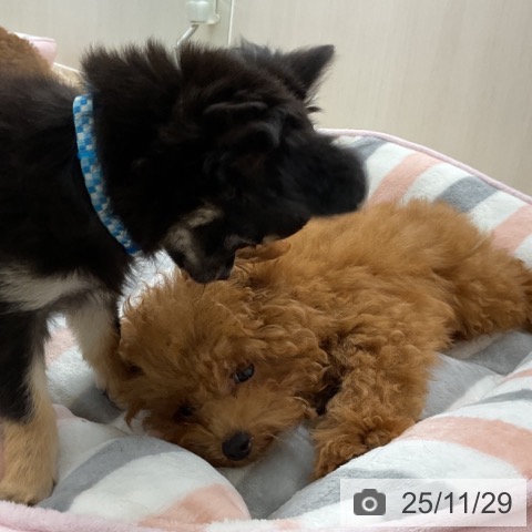 愛知県のトイプードル(トイ) (ペットプラス 豊橋牧野店/2025年7月30日生まれ/男の子/レッド)の子犬の3枚目の画像