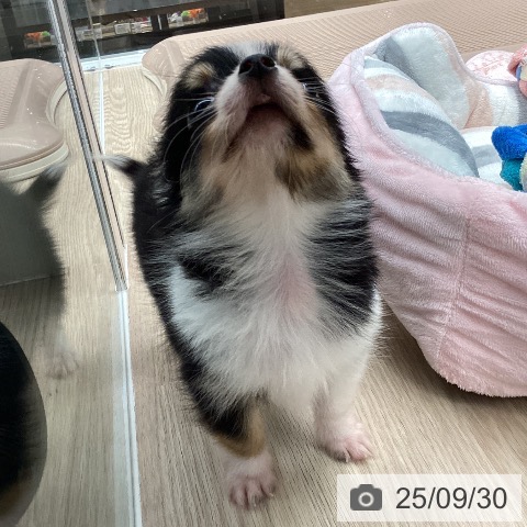 チワワの写真