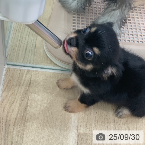 チワワの写真