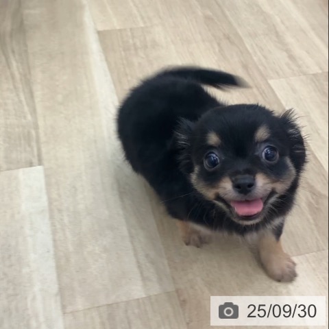 チワワの写真