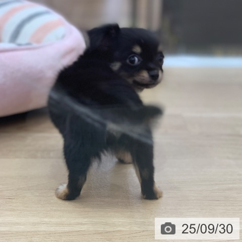 チワワの写真