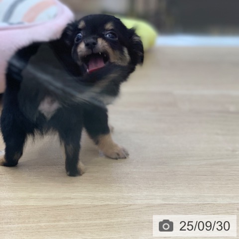 チワワの写真