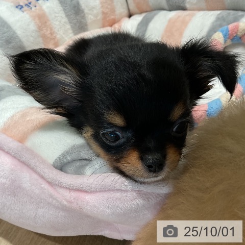 チワワの写真