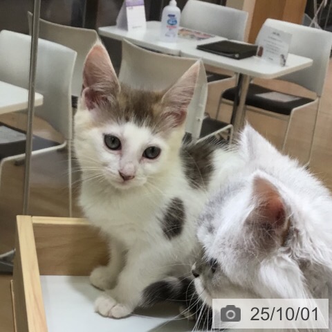 ノルウェージャンフォレストキャットの写真