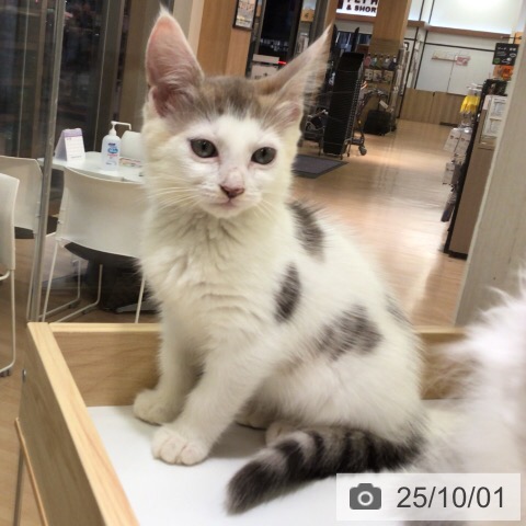 ノルウェージャンフォレストキャットの写真