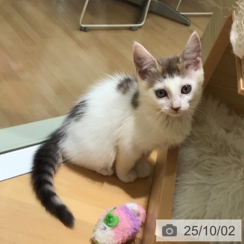 ノルウェージャンフォレストキャットの写真