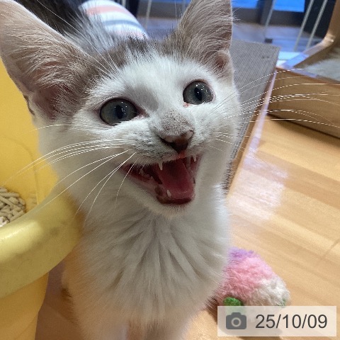 ノルウェージャンフォレストキャットの写真