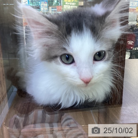 ノルウェージャンフォレストキャットの写真