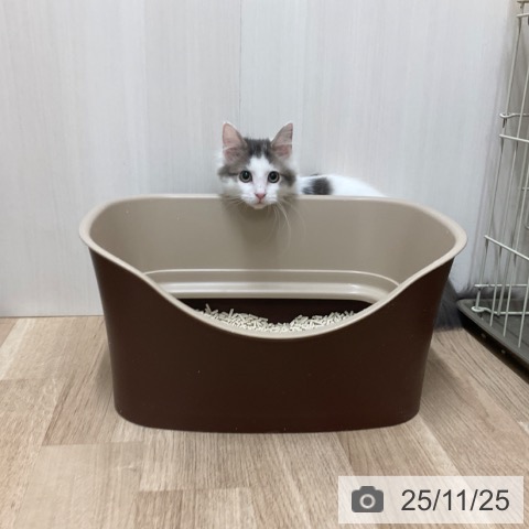 ノルウェージャンフォレストキャットの写真