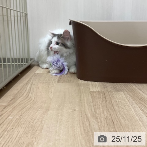 ノルウェージャンフォレストキャットの写真