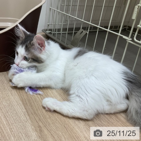 ノルウェージャンフォレストキャットの写真