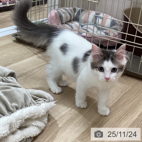 ノルウェージャンフォレストキャットの写真