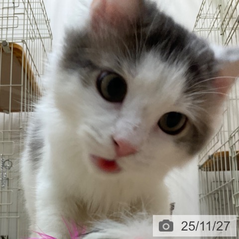 ノルウェージャンフォレストキャットの写真