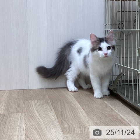 ノルウェージャンフォレストキャットの写真