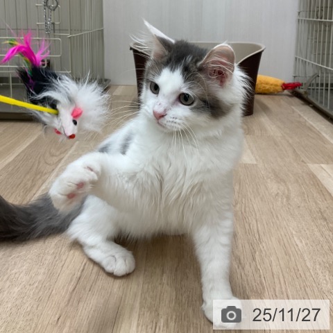 ノルウェージャンフォレストキャットの写真