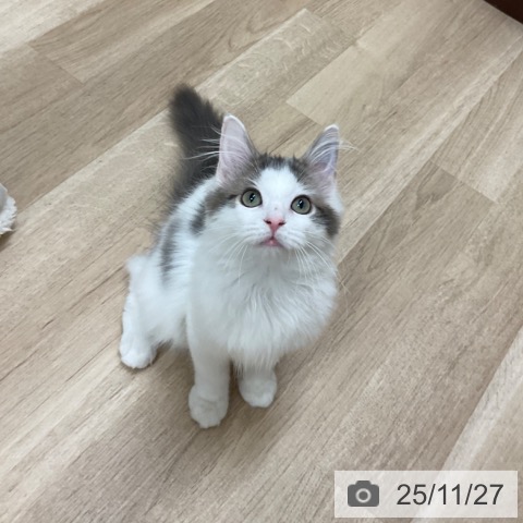 ノルウェージャンフォレストキャットの写真