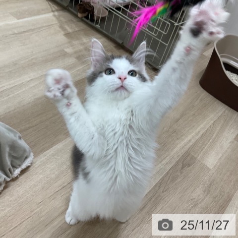 ノルウェージャンフォレストキャットの写真