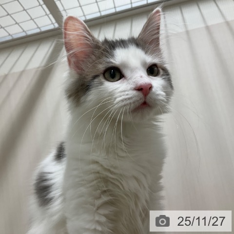 ノルウェージャンフォレストキャットの写真