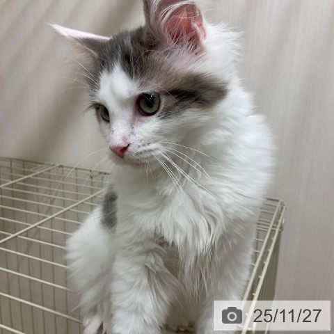 ノルウェージャンフォレストキャットの写真