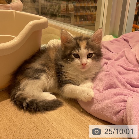 ノルウェージャンフォレストキャットの写真