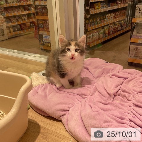 ノルウェージャンフォレストキャットの写真