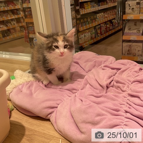 ノルウェージャンフォレストキャットの写真