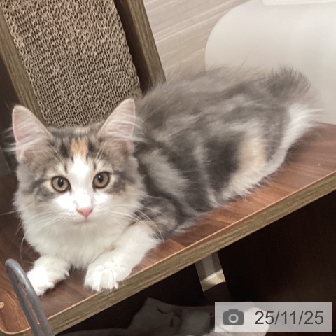 ノルウェージャンフォレストキャットの写真