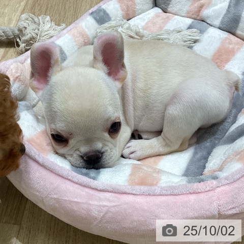 フレンチ・ブルドッグの写真