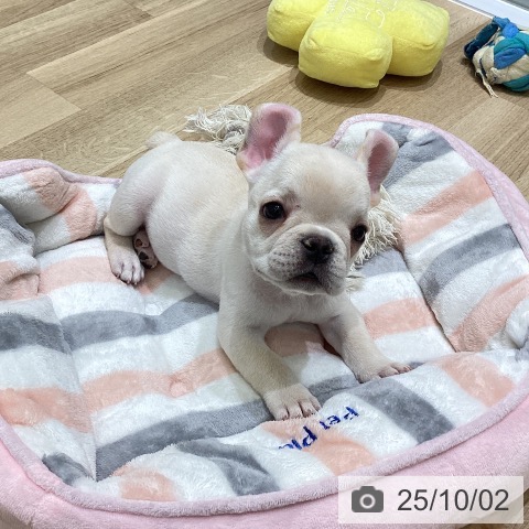 フレンチ・ブルドッグの写真
