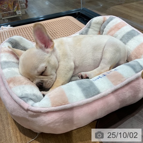 フレンチ・ブルドッグの写真