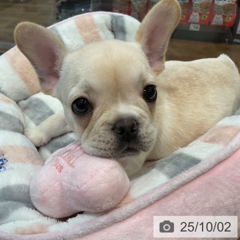 フレンチ・ブルドッグの写真