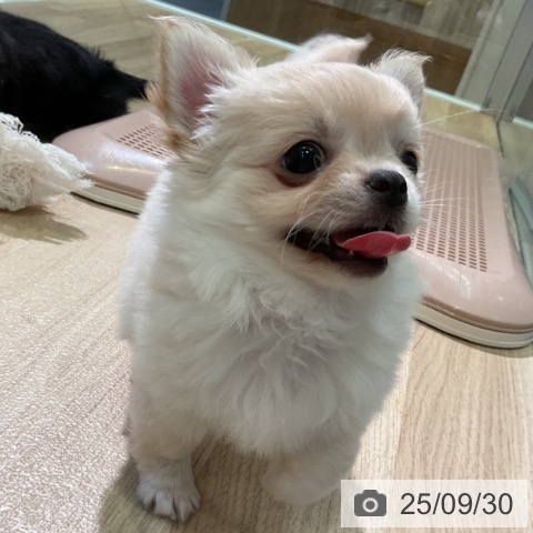 チワワの写真