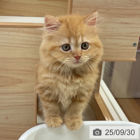 サイベリアンの写真