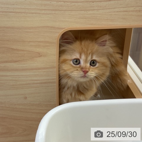サイベリアンの写真
