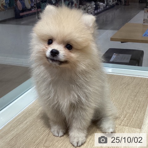 ポメラニアンの写真