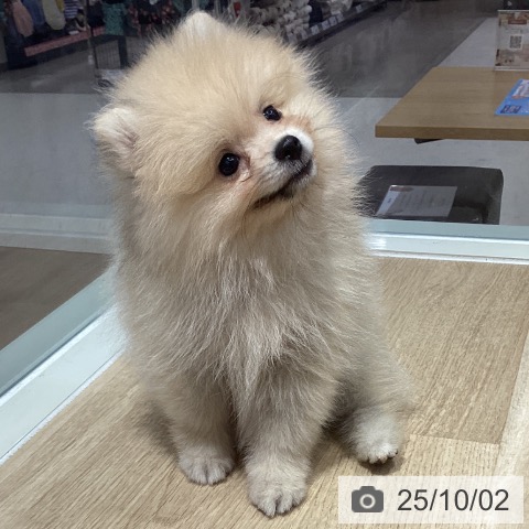 ポメラニアンの写真