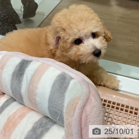 トイ・プードルの写真