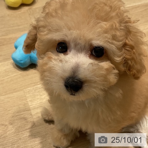 トイ・プードルの写真