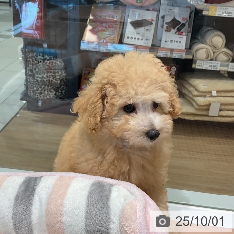 トイ・プードルの写真