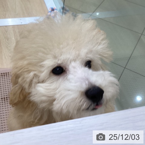 三重県のトイプードル(トイ) (ペットプラス 四日市泊店/2025年7月31日生まれ/男の子/クリーム)の子犬の4枚目の画像