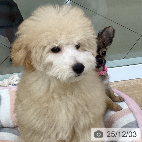 三重県のトイプードル(トイ) (ペットプラス 四日市泊店/2025年7月31日生まれ/男の子/クリーム)の子犬の3枚目の画像