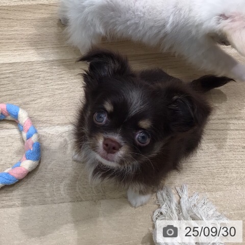 チワワの写真