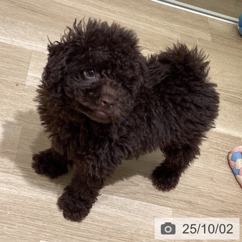 トイ・プードルの写真