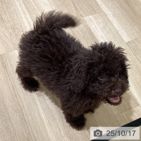 トイ・プードルの写真