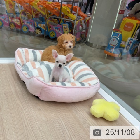 トイ・プードルの写真