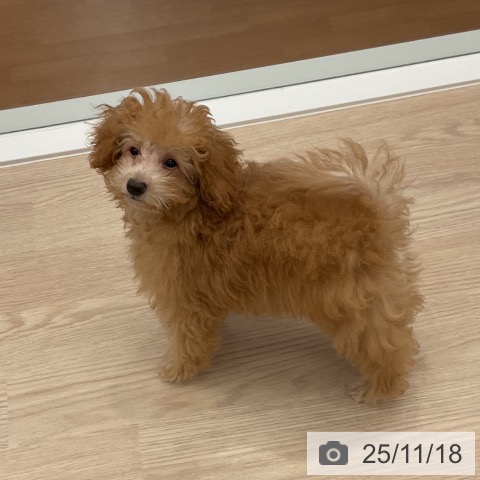 トイ・プードルの写真